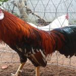 cara agar ayam cepat ganti bulu