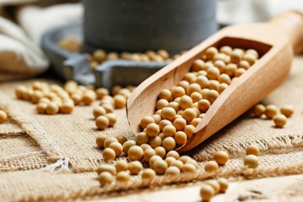 Cara budidaya kedelai di rumah