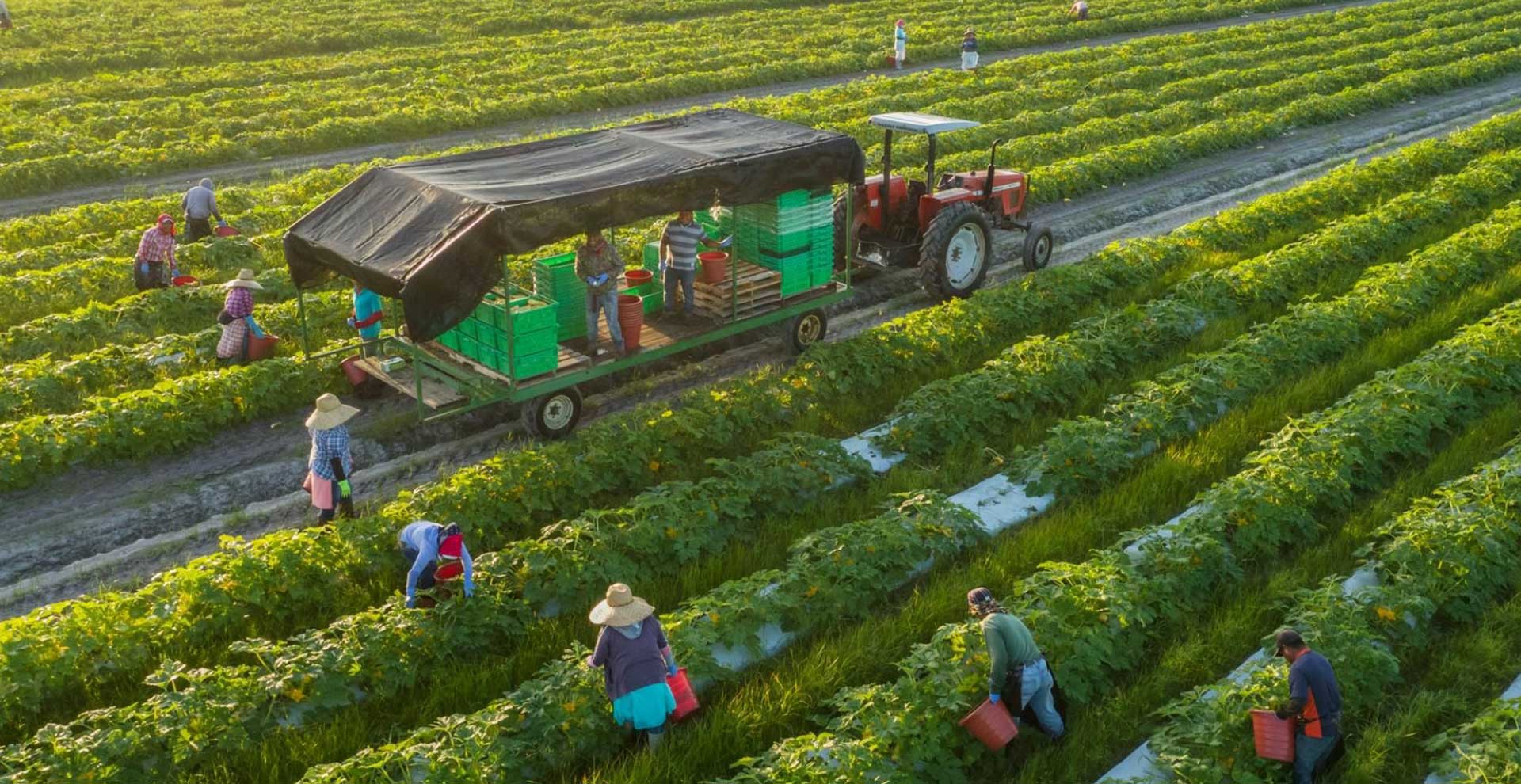 Kontrol Aktif Kualitas Makanan Berbasis Sayuran Segar