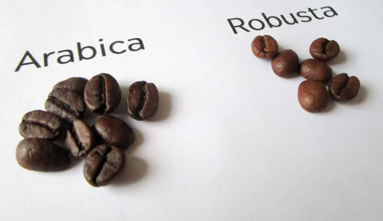 Perbedaan Buah Kopi Arabika dan Robusta yang Perlu Kamu Tahu
