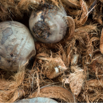 hasil industri sabut kelapa