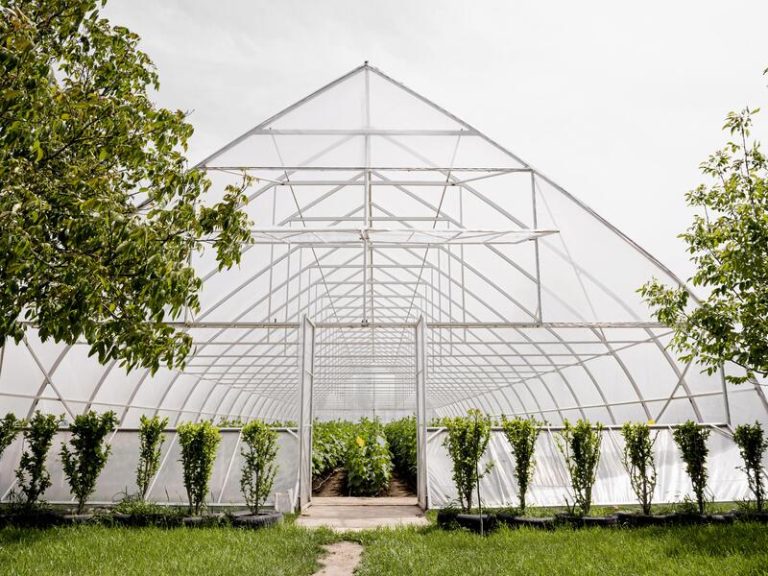 Peluang Usaha Greenhouse Pertanian Untuk Pemula