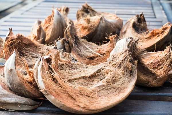 sabut kelapa untuk meningkatkan daya serap nutrisi tanah