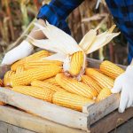 mesin pemipil jagung usaha kecil
