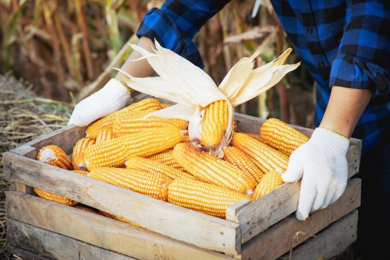 mesin pemipil jagung usaha kecil