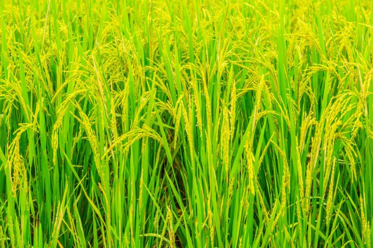 Mesin Penggiling Padi Mobil, Teknologi Efisien  Petani Modern