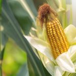 Mesin produksi emping jagung