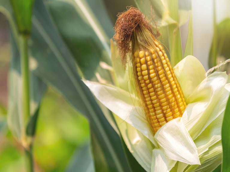 Mesin Produksi Emping Jagung Untuk Usaha Lebih Efisien