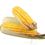 Cara mudah membuat emping jagung