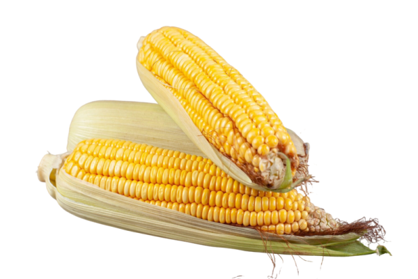 Cara mudah membuat emping jagung