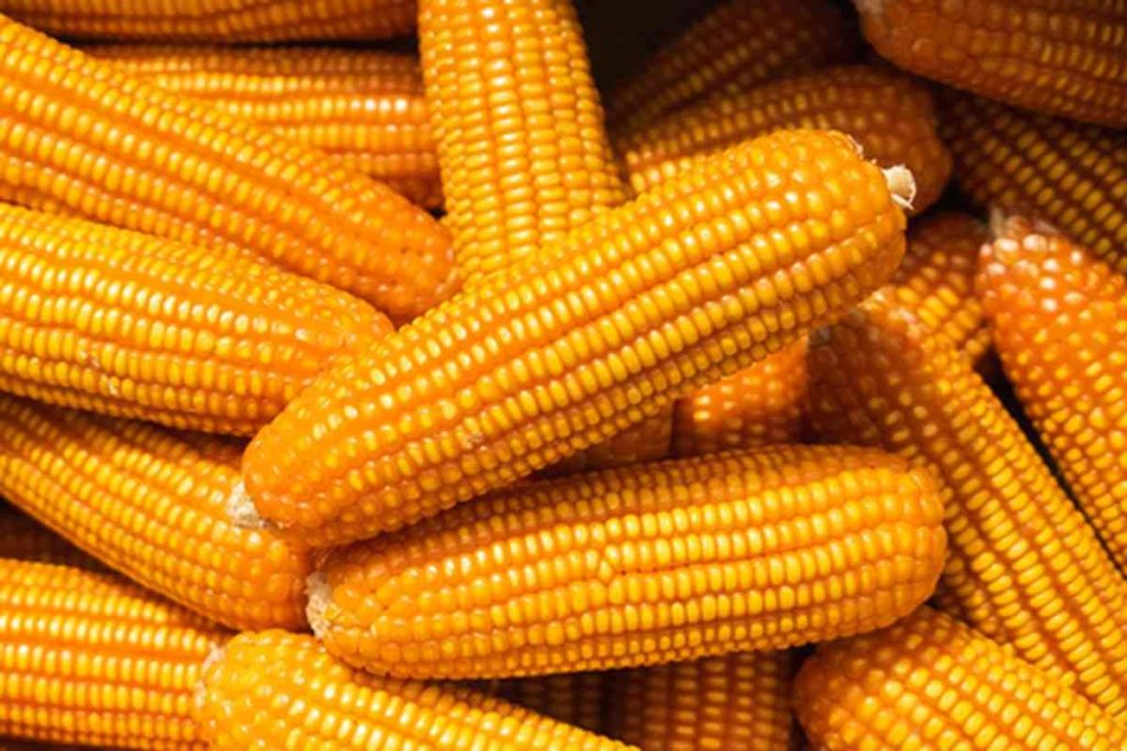 alat perontok jagung pakan ternak