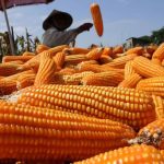 mesin pemipil jagung usaha kecil