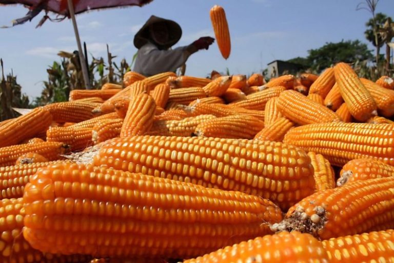 Mesin Pemipil Jagung Usaha Kecil, Hasil Melintir!