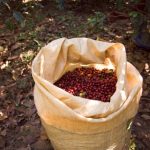 Tahapan Pengolahan Kopi Setelah Panen