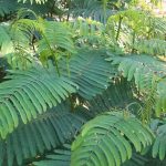 rumput kaliandra tambahan pakan