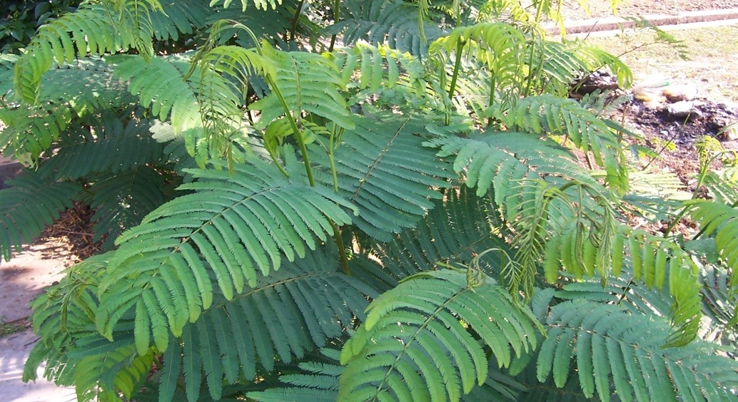 rumput kaliandra tambahan pakan