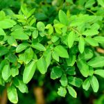 rumput indigofera tinggi protein