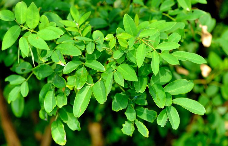 rumput indigofera tinggi protein