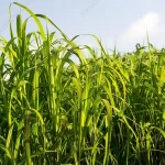 penyusunan ransum berbasis rumput