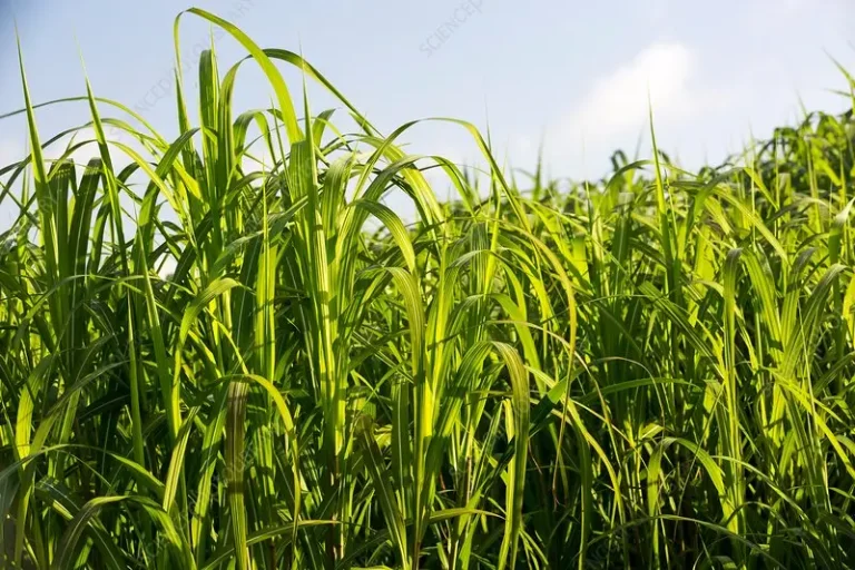 penyusunan ransum berbasis rumput