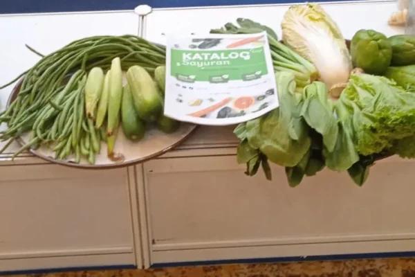 rekomendasi supplier dapur MBG