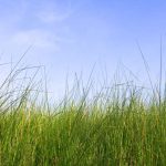 Manfaat Alat Pencacah Rumput