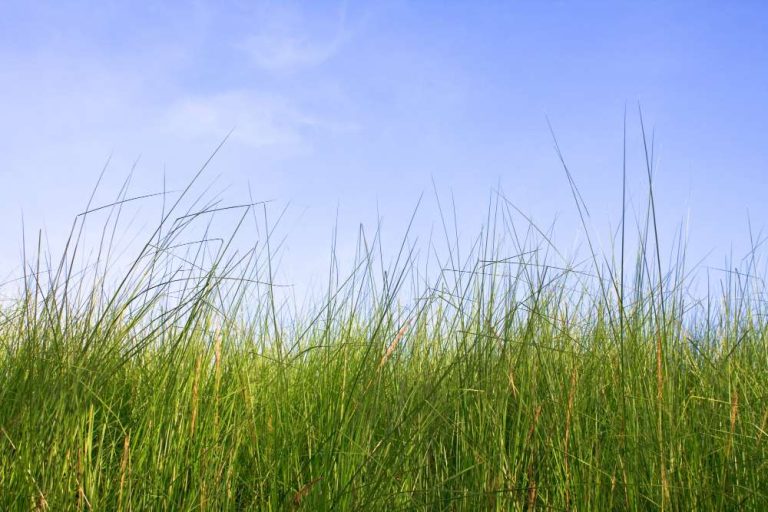 Manfaat Alat Pencacah Rumput untuk Peternakan dan Pertanian