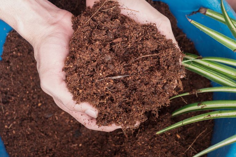 bisnis cocopeat menguntungkan