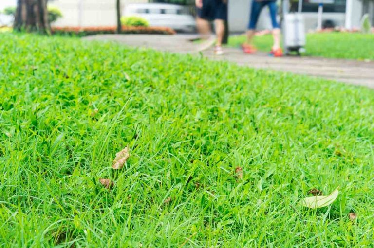 rumput liar