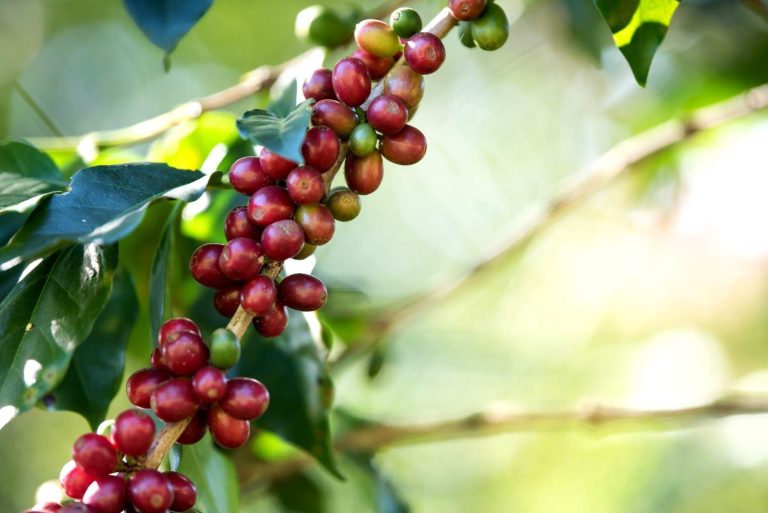 Budidaya Kopi Robusta Produktif