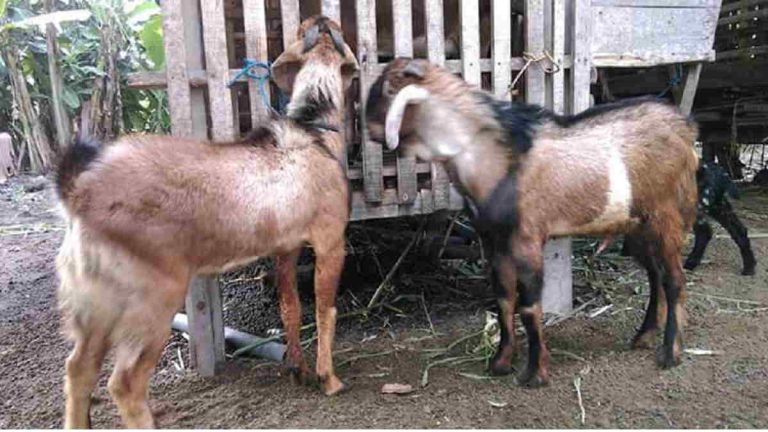 Optimalisasi Manajemen Reproduksi Ternak Kambing