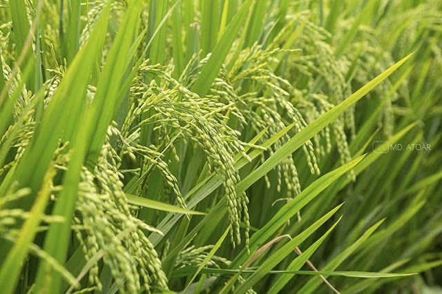 Model Usaha Pengolahan Padi