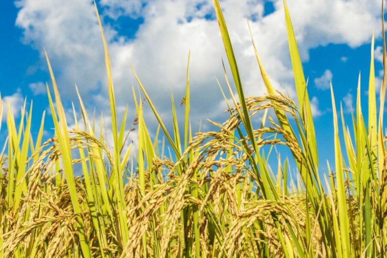 Mesin Giling Padi Modern dan Inovasi Cerdas untuk Tingkatkan Kualitas