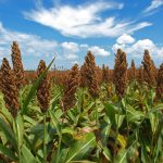 Mesin Giling Sorgum Kapasitas Kecil