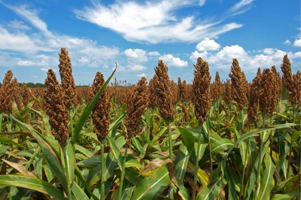 Mesin Giling Sorgum Kapasitas Kecil