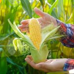 cara mempercepat proses pascapanen jagung