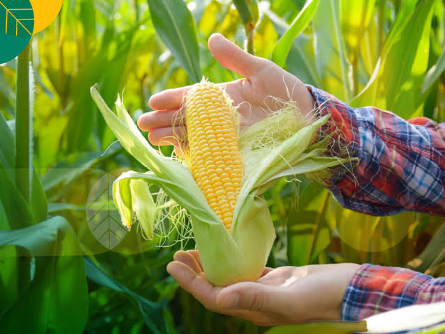 cara mempercepat proses pascapanen jagung