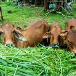 cara membuat pakan ternak lebih mudah dimakan
