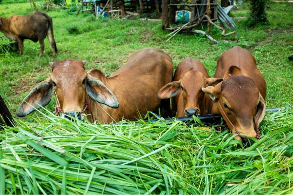 pakan ternak dari rumput gajah